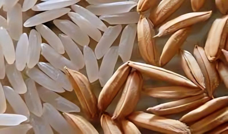 arroz piura