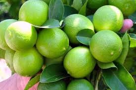 limon piura