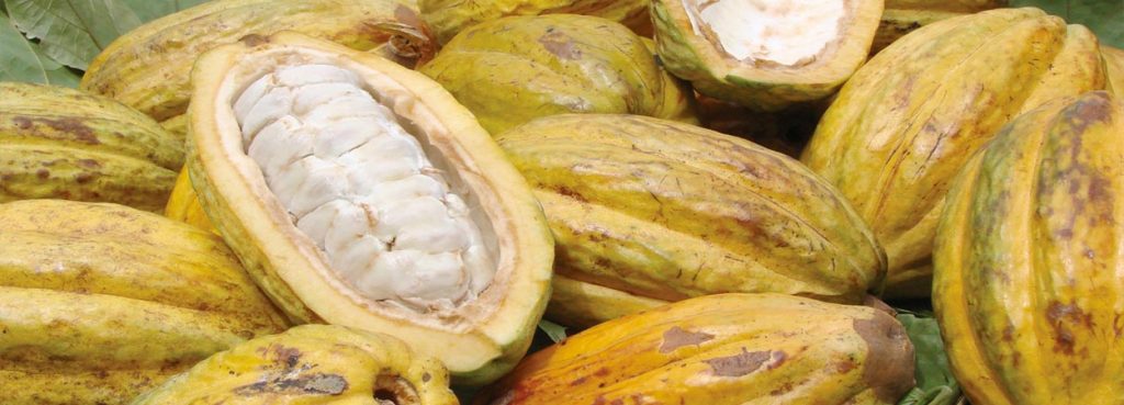 cacao piura