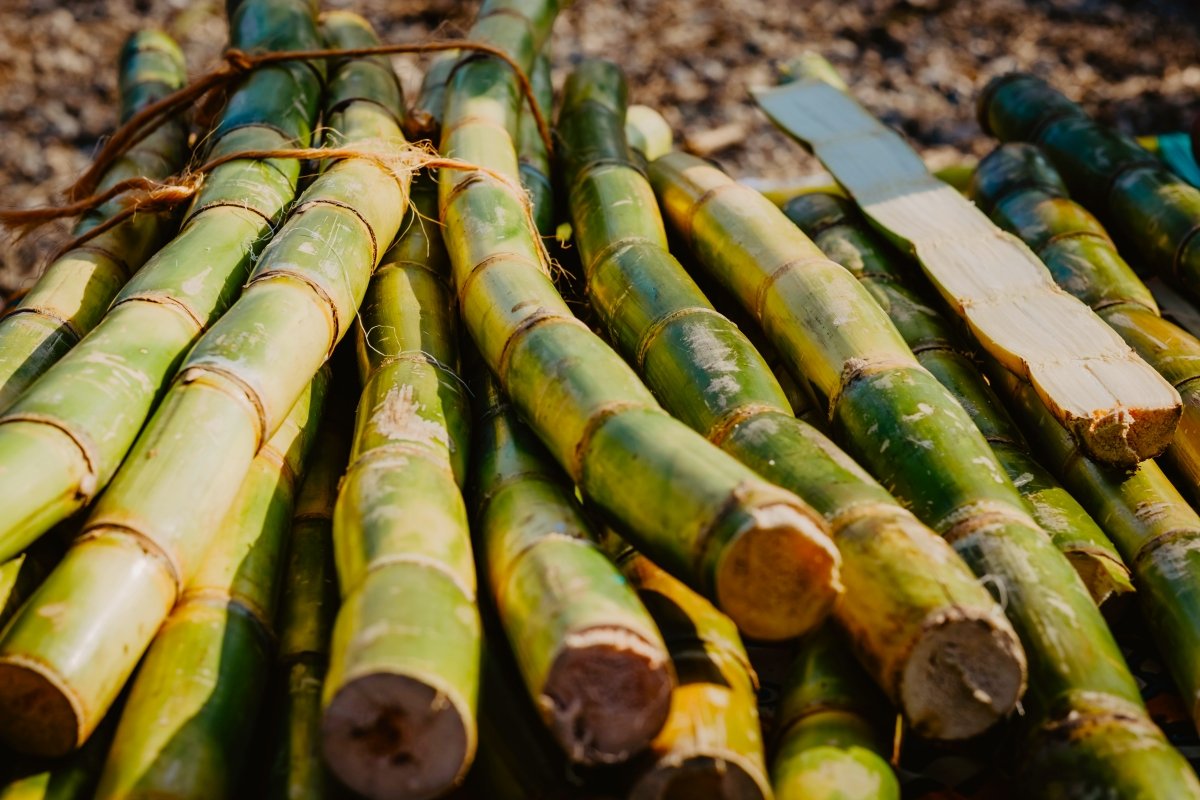 CAÑA PANELERA - Riqueza Peruana